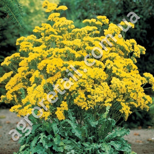 Статиця Супрім Голден 0.1 г Gl Seeds