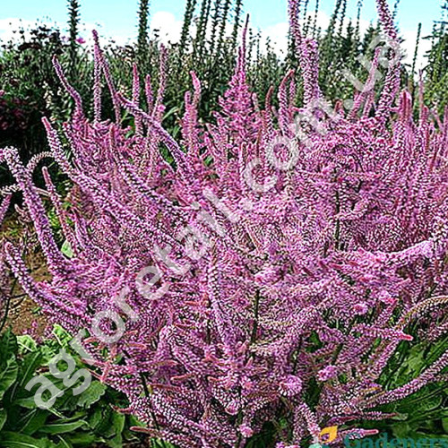 Лімоніум Суворова 0.1 г Gl Seeds