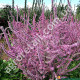 Лімоніум Суворова 0.1 г Gl Seeds