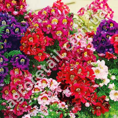 Схізантус Фіджі F1 0.3 г Gl Seeds