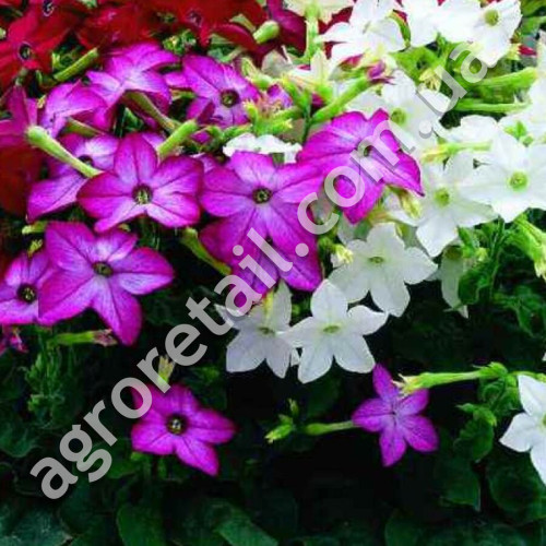 Тютюн запашний Сенсація 0.2 гGl Seeds