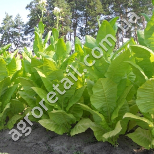 Тютюн курильний Американ 26 0.1 г Gl Seeds