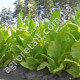 Тютюн курильний Американ 26 0.1 г Gl Seeds