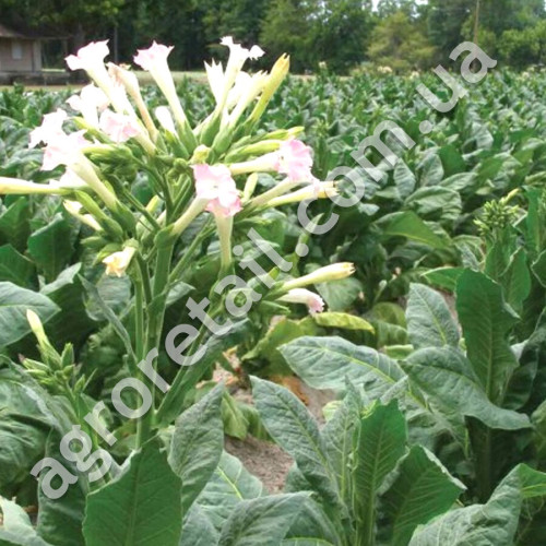 Тютюн курильний Вірджинія 0.1 г Gl Seeds