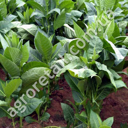Тютюн курильний Гавана 0.1 г Gl Seeds