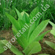Тютюн курильний Дюбэк 0.1 г Gl Seeds