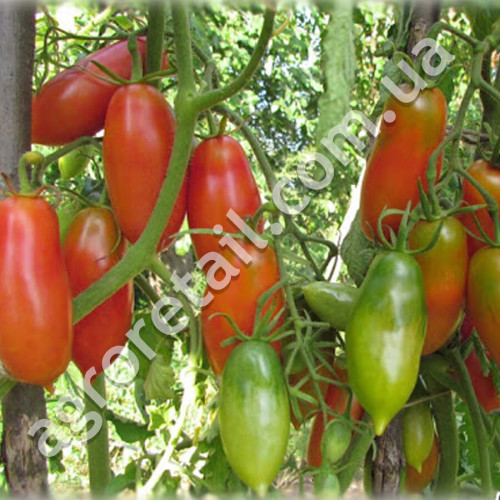 Томат Кармінні свічки 0.1 г Gl Seeds