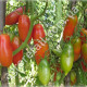 Томат Кармінні свічки 0.1 г Gl Seeds