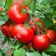 Томат Астероїд 0.25 г Gl Seeds