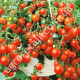 Томат Балконное чудо 0.1 г Gl Seeds