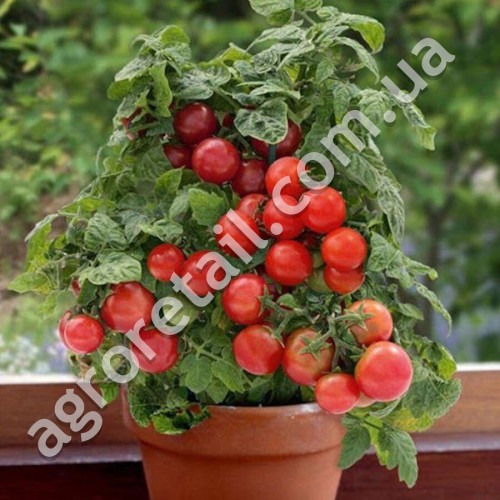Томат Бонсай черри 20 шт Gl Seeds