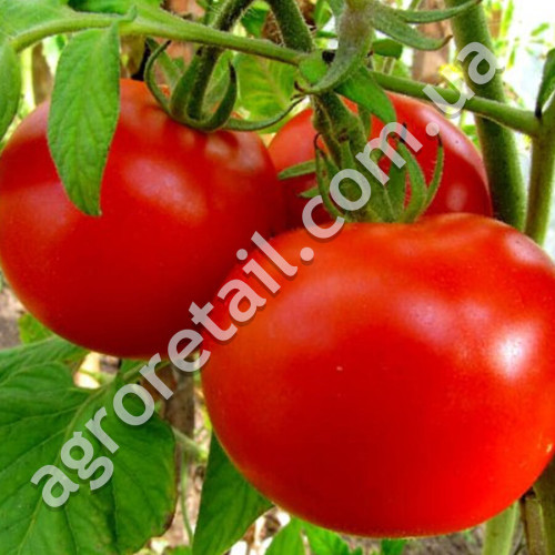 Томат Бушмен 0.1 г Gl Seeds