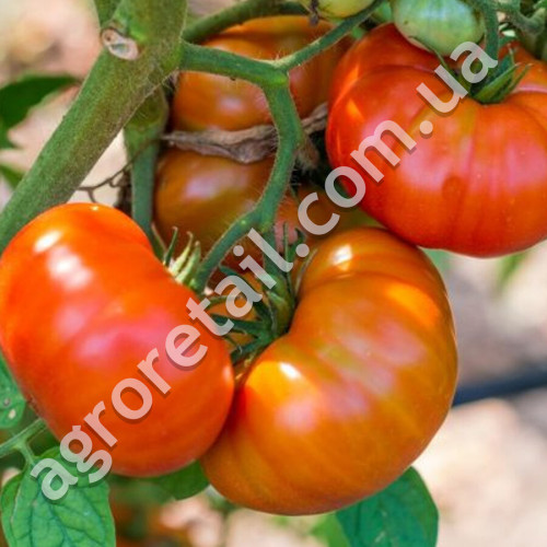 Томат Бычий Лоб 0.1 г Gl Seeds