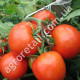 Томат Видимо-невидимо 0.15 г Gl Seeds