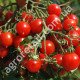 Томат Виноградный 0.1 г Gl Seeds