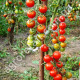 Томат Восторг садовода 0.1 г Gl Seeds