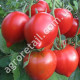 Томат Гибрид Тарасенко юбилейный 0.1 г Gl Seeds