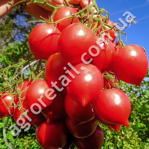 Томат Гибрид Тарасенко-2 красный 0.1 г Gl Seeds