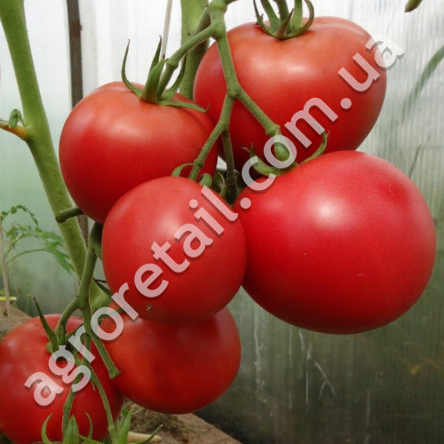 Томат Гулливер 0.1 г Gl Seeds