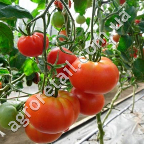 Томат Дворцовый 0.2 г Gl Seeds