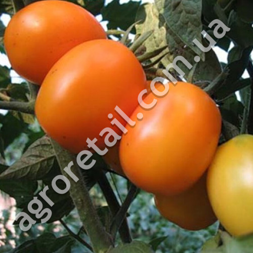 Томат Де-барао золотой 0.1 г Gl Seeds