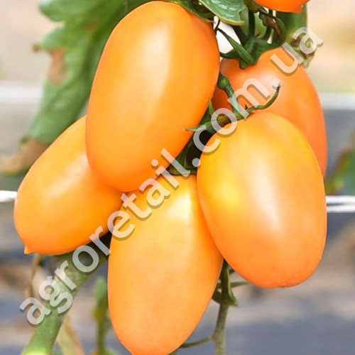 Томат Де-барао оранжевый 0.1 г Gl Seeds