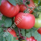 Томат Демидов 0.2 г Gl Seeds
