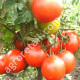 Томат Джина 3 г Gl Seeds