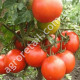 Томат Джина 0.15 г Gl Seeds