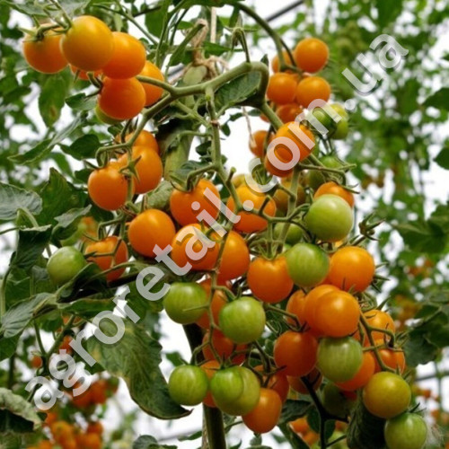 Томат Золотая кисть 0.1 г Gl Seeds