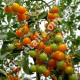 Томат Золотая кисть 0.1 г Gl Seeds