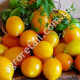 Томат Золотой самородок 0.1 г Gl Seeds
