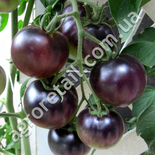 Томат Индиго Роуз 0.1 г Gl Seeds