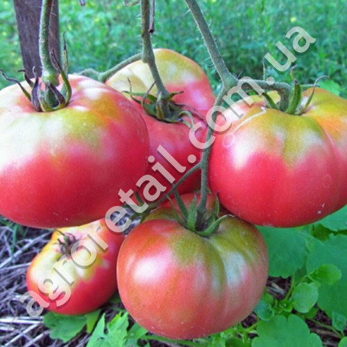 Томат Картофельный малиновый 0.1 г Gl Seeds