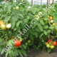 Томат Катюша F1 0.1 г Gl Seeds