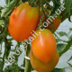 Томат Кенигсберг 0.1 г Gl Seeds
