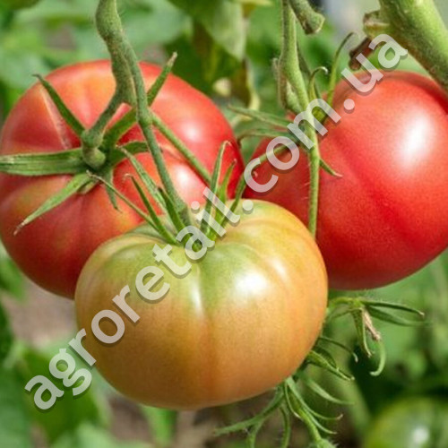 Томат Кинг-Конг 0.1 г Gl Seeds