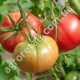 Томат Кинг-Конг 0.1 г Gl Seeds
