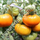 Томат Клондайк 0.1 г Gl Seeds