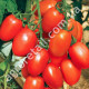 Томат Кобзарь Тарасенко 0.1 г Gl Seeds