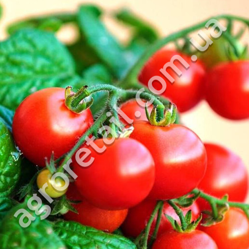 Томат Колибри 0.1 г Gl Seeds