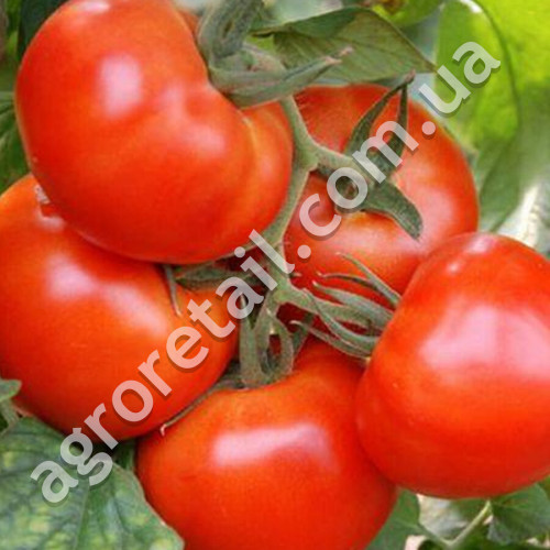 Томат Король королей 0.1 г Gl Seeds