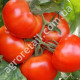 Томат Король королей 0.1 г Gl Seeds