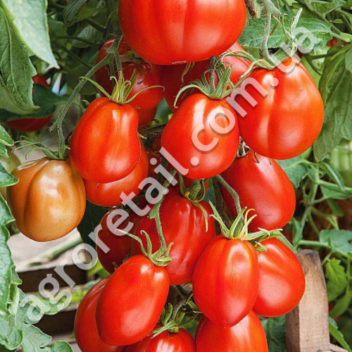 Томат Червоний дзвіночок 0.15 г Gl Seeds