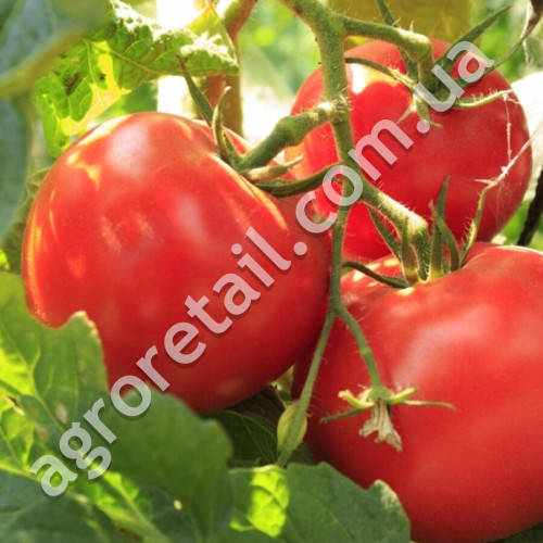 Томат Мадонна F1 0.1 г Gl Seeds
