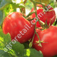 Томат Мадонна F1 0.1 г Gl Seeds