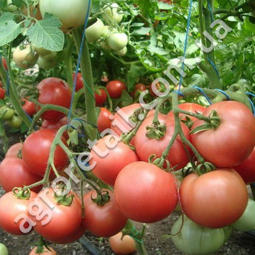 Томат Малиновый викантэ 0.1 г Gl Seeds