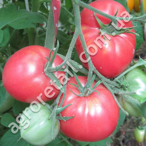 Томат Малиновый Ожаровский 0.15 г Gl Seeds