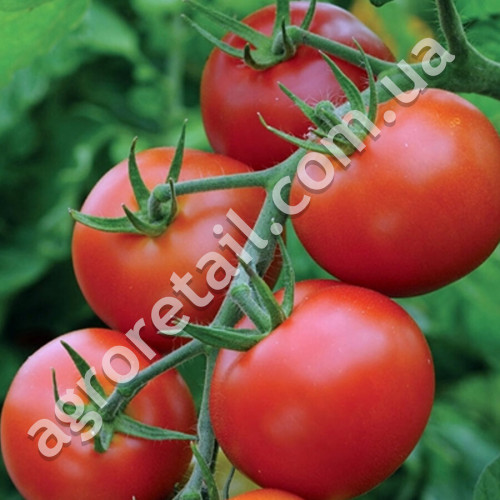 Томат Манимейкер 0.25 г Gl Seeds