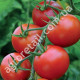 Томат Манимейкер 0.25 г Gl Seeds